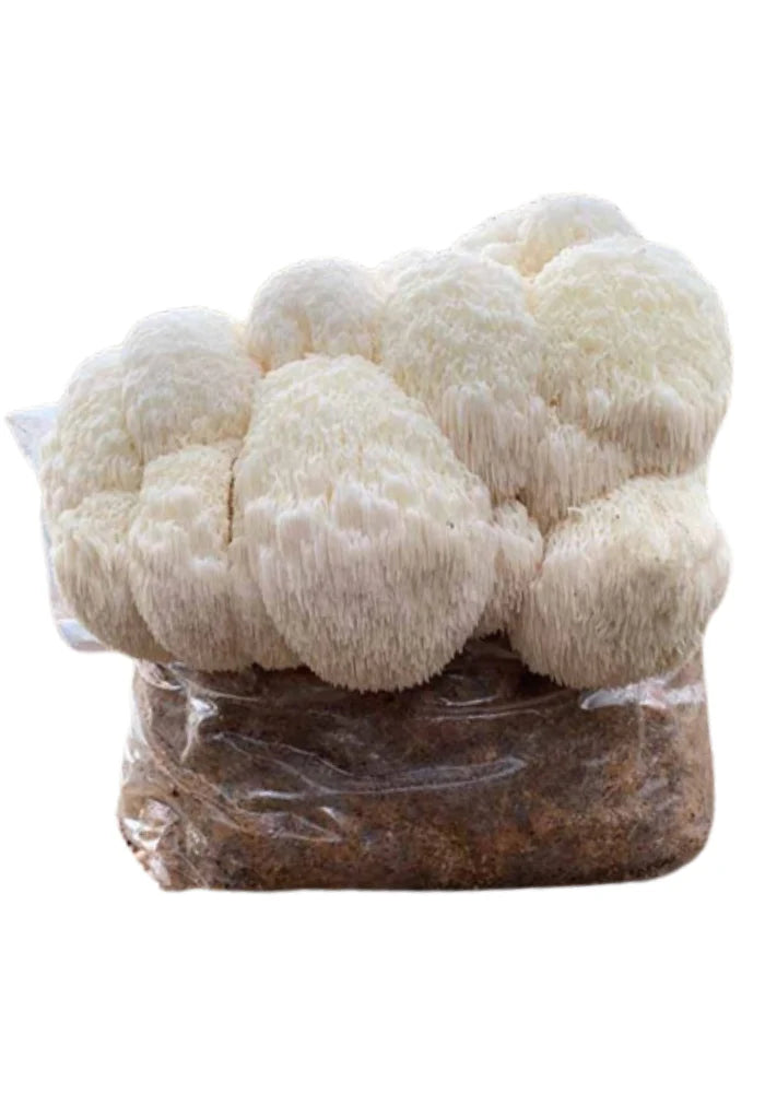Sustrato para el culitvo de hongos 2kg aprox - Fungigourmed