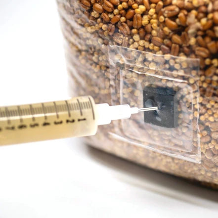 Grano estéril para el cultivo de hongos - Fungigourmed