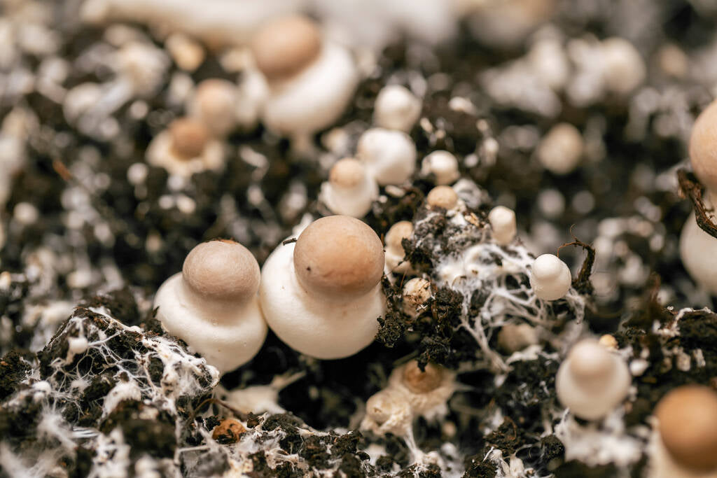 Sustrato para el culitvo de hongos 2kg aprox - Fungigourmed